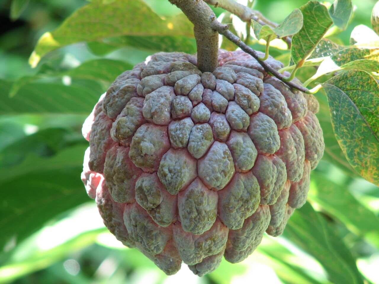 Sugar apple
